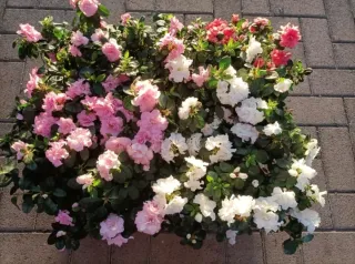 Azalea Bianca Rosa Salmone 30cm