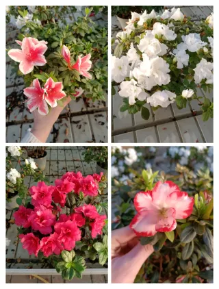 Azalea Bianca Rossa Striata 30cm