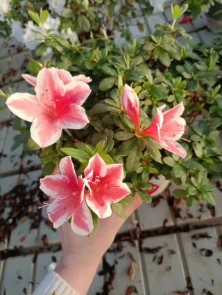 Azalea Bianca Rossa Striata 30cm