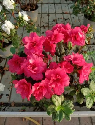 Azalea Bianca Rossa Striata 30cm