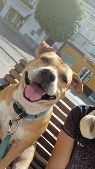 Servicio de paseo de perros en San Fernando Cádiz.