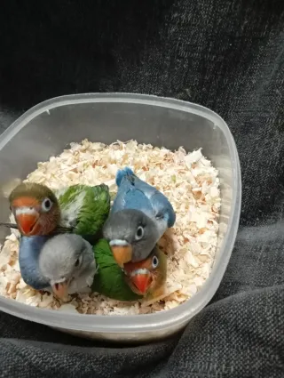 Caja para inseparables (son papilleros)