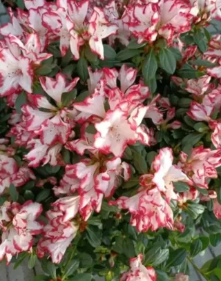 Azalea Indica Rododendro 50cm