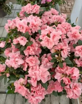 Azalea Indica Rododendro 50cm