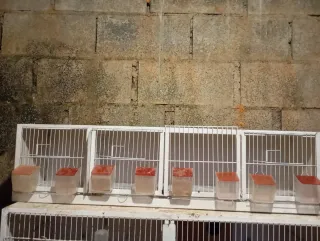 Módulo para canarios o jilgueros