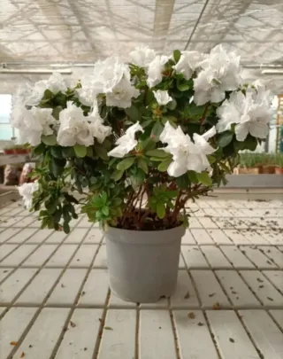 Azalea Bianca 50cm
