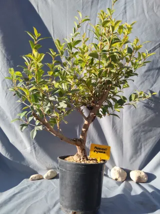 PREBONSÁI EUGENIA MYRTIFOLIA