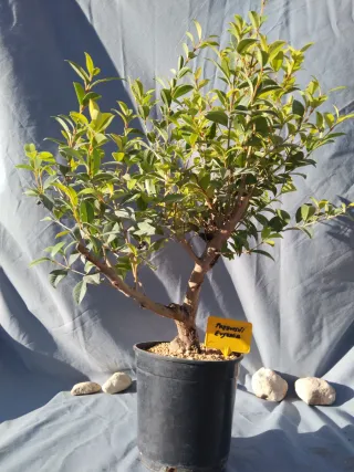 PREBONSÁI EUGENIA MYRTIFOLIA