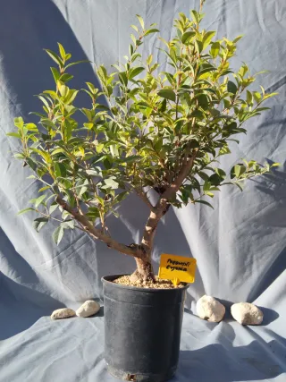 PREBONSÁI EUGENIA MYRTIFOLIA