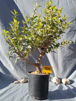 PREBONSÁI EUGENIA MYRTIFOLIA