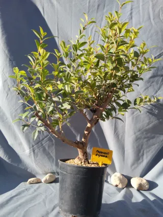 PREBONSÁI EUGENIA MYRTIFOLIA