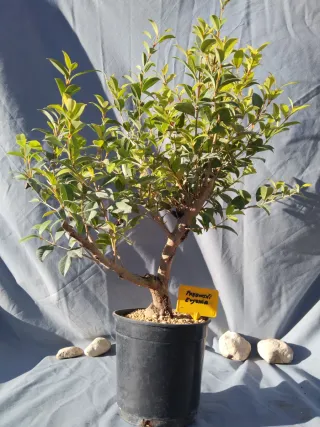 PREBONSÁI EUGENIA MYRTIFOLIA