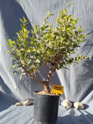 PREBONSÁI EUGENIA MYRTIFOLIA