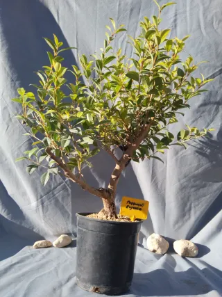 PREBONSÁI EUGENIA MYRTIFOLIA