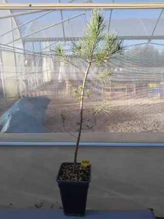 PINO PIÑONERO. PINUS PINEA