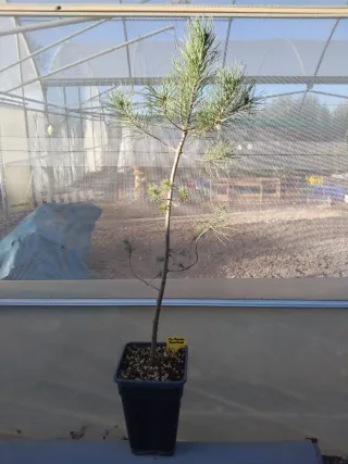 PINO PIÑONERO. PINUS PINEA