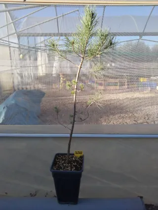 PINO PIÑONERO. PINUS PINEA