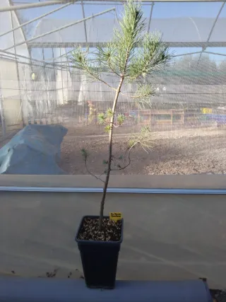 PINO PIÑONERO. PINUS PINEA