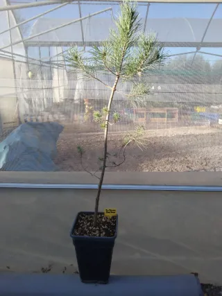 PINO PIÑONERO. PINUS PINEA