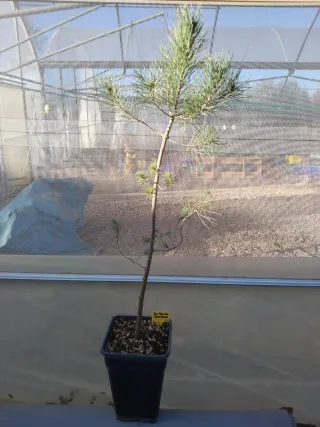 PINO PIÑONERO. PINUS PINEA