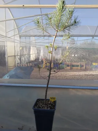 PINO PIÑONERO. PINUS PINEA