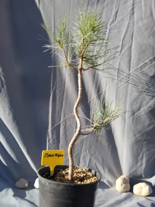 PREBONSÁI PINO NIGRA