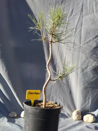 PREBONSÁI PINO NIGRA