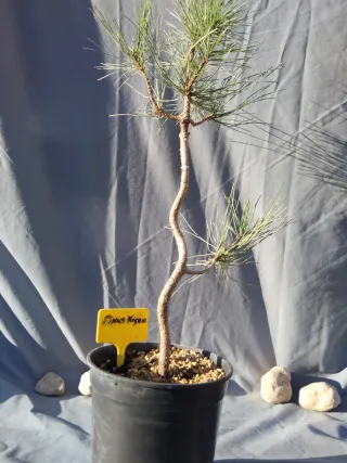 PREBONSÁI PINO NIGRA