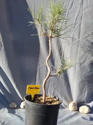 PREBONSÁI PINO NIGRA