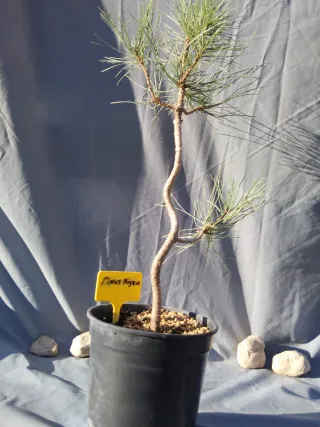 PREBONSÁI PINO NIGRA