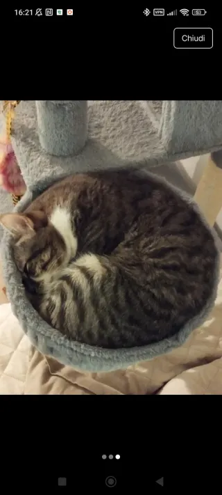 Cestino ricambio tiragraffi gatto