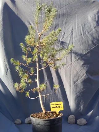 PINO CARRASCO (Pinus halepensis)