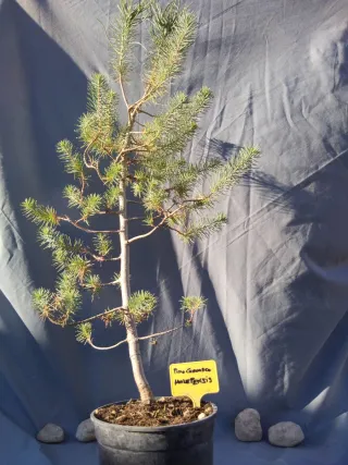 PINO CARRASCO (Pinus halepensis)