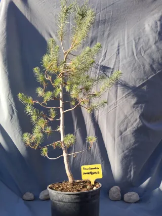 PINO CARRASCO (Pinus halepensis)
