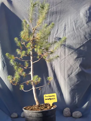 PINO CARRASCO (Pinus halepensis)