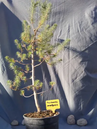 PINO CARRASCO (Pinus halepensis)