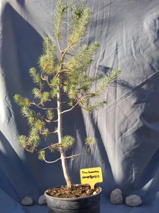 PINO CARRASCO (Pinus halepensis)