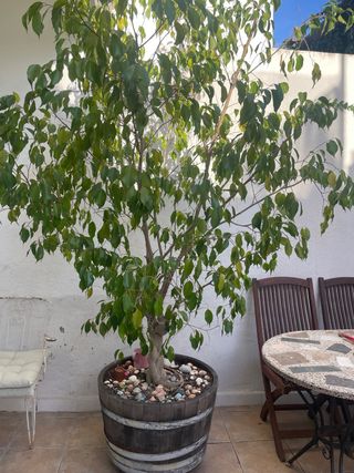 Ficus Benjamina en macetero