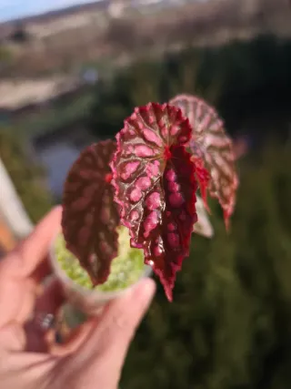 Begonia  Teresa