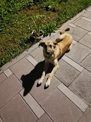 Cuidado de mascotas perros/gatos