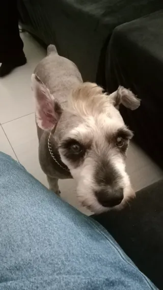 Cuidado de mascotas perros/gatos