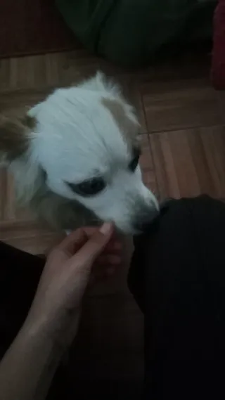 Cuidado de mascotas perros/gatos