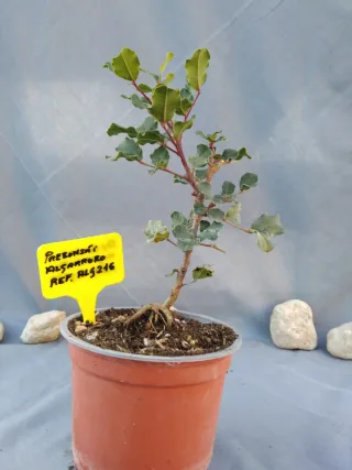 PREBONSÁI ALGARROBO