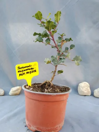 PREBONSÁI ALGARROBO