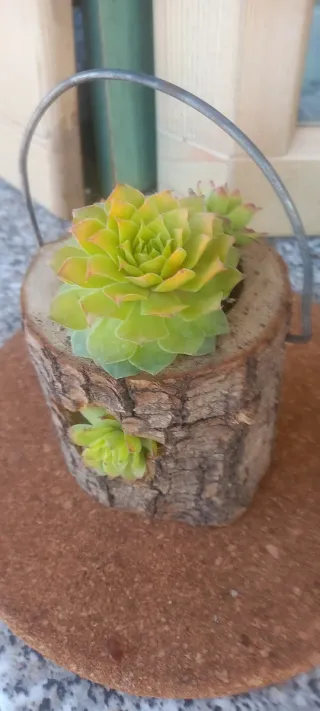 Sempervivum in vaso di legno