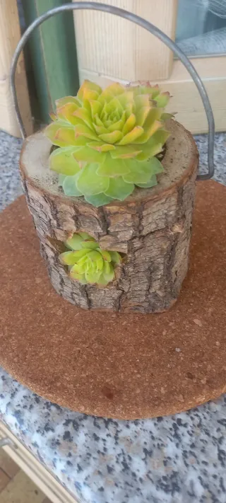 Sempervivum in vaso di legno