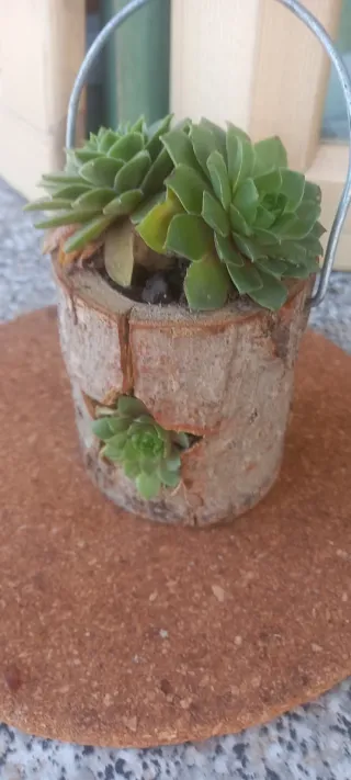 Sempervivum in vaso di legno