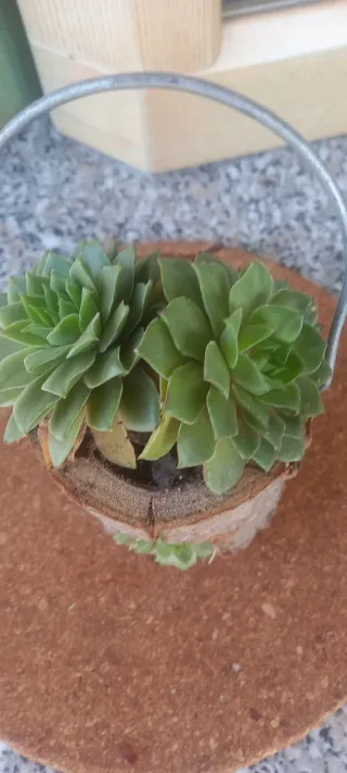 Sempervivum in vaso di legno