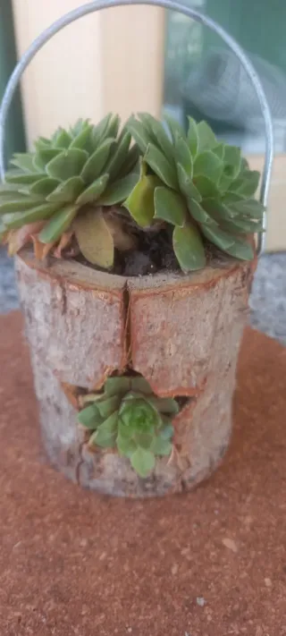 Sempervivum in vaso di legno