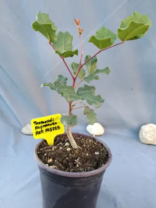 Prebonsái Algarrobo